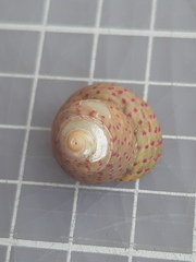 Steromphala divaricata