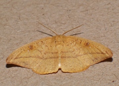 Astatochroa fuscimargo
