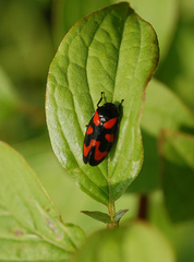 Cercopis vulnerata