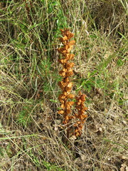 Orobanche gracilis