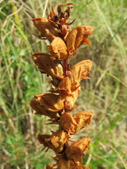 Orobanche gracilis