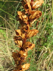 Orobanche gracilis