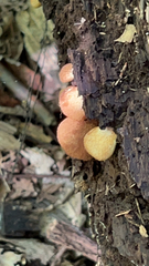Crepidotus crocophyllus
