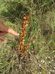 Orobanche gracilis