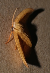 Astatochroa fuscimargo