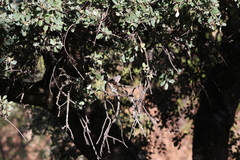 Curruca iberiae