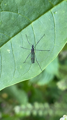 Gnophomyia tristissima
