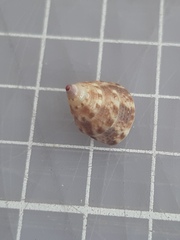 Calliostoma laugieri