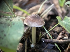 Pluteus romellii