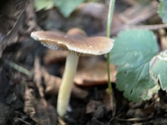 Pluteus romellii