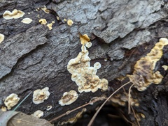 Stereum gausapatum