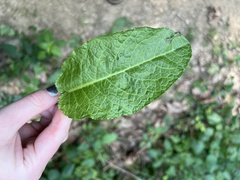Rumex altissimus