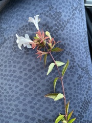 Abelia