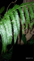 Microlepia strigosa