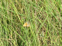 Coenonympha arcania