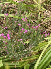Centaurium erythraea