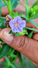 Lobostemon fruticosus