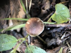 Pluteus romellii