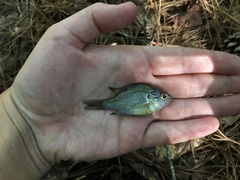 Lepomis marginatus