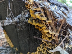 Stereum gausapatum