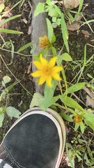 Melampodium divaricatum