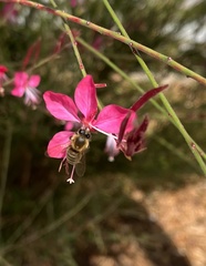 Apis mellifera
