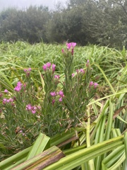 Centaurium erythraea