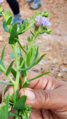 Lobostemon fruticosus