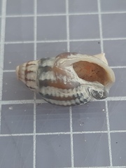 Tritia reticulata