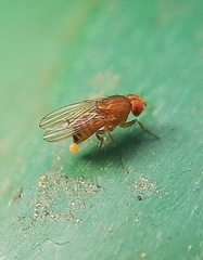 Drosophila immigrans