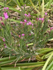 Centaurium erythraea