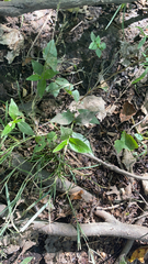 Oplismenus hirtellus