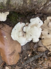 Entoloma abortivum