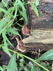 Mensularia radiata