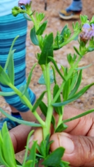 Lobostemon fruticosus