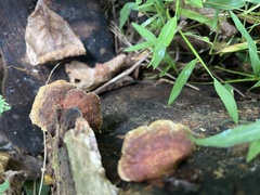 Mensularia radiata