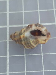 Ocenebra edwardsii