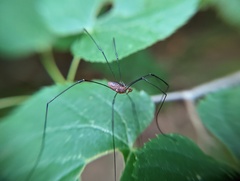 Leiobunum