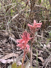 Sacoila lanceolata