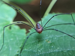 Leiobunum
