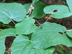 Leiobunum