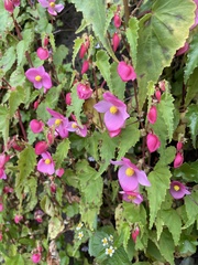 Begonia gracilis