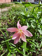 Zephyranthes atamasco
