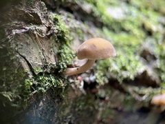 Simocybe