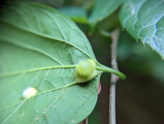 Pachypsylla celtidismamma