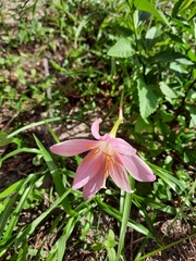 Zephyranthes atamasco