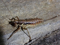 Pachytrachis gracilis