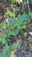 Acalypha