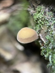 Simocybe