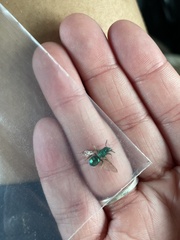 Augochloropsis viridula